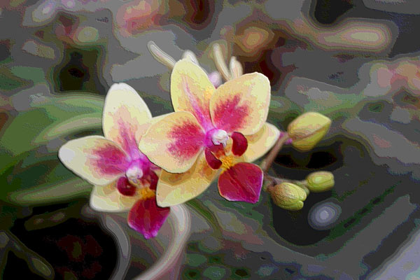 Orchidee 0048 à Harald Albrecht