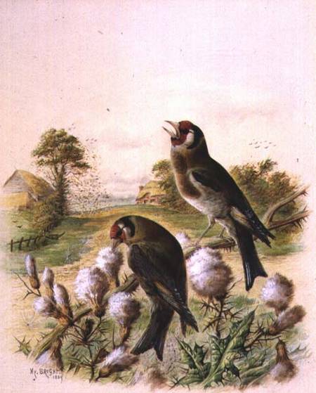 Goldfinches on thistles à Harry Bright