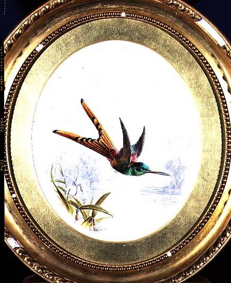 Sappho Cornel, hummingbird à Harry Bright