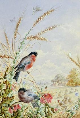 Bullfinches in a harvest field