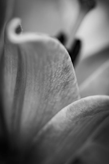 Black and White Abstract Flower