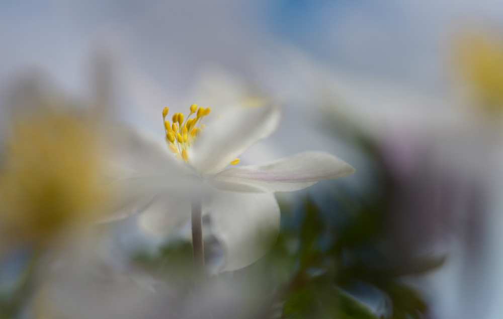 Anemone nemorosa à Heidi Westum