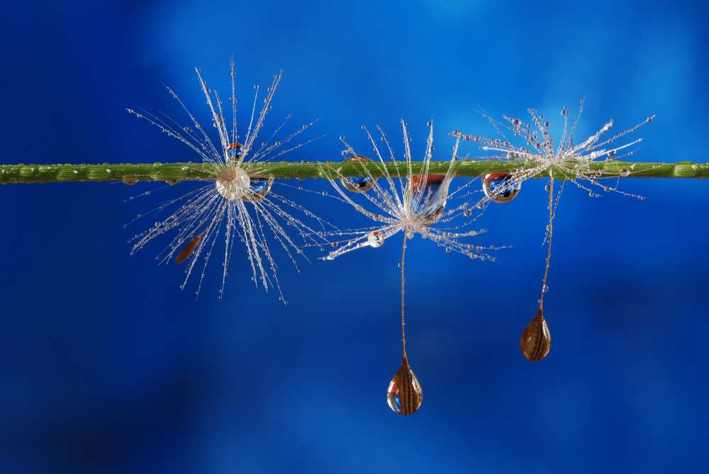 Blue drops of life à Heidi Westum