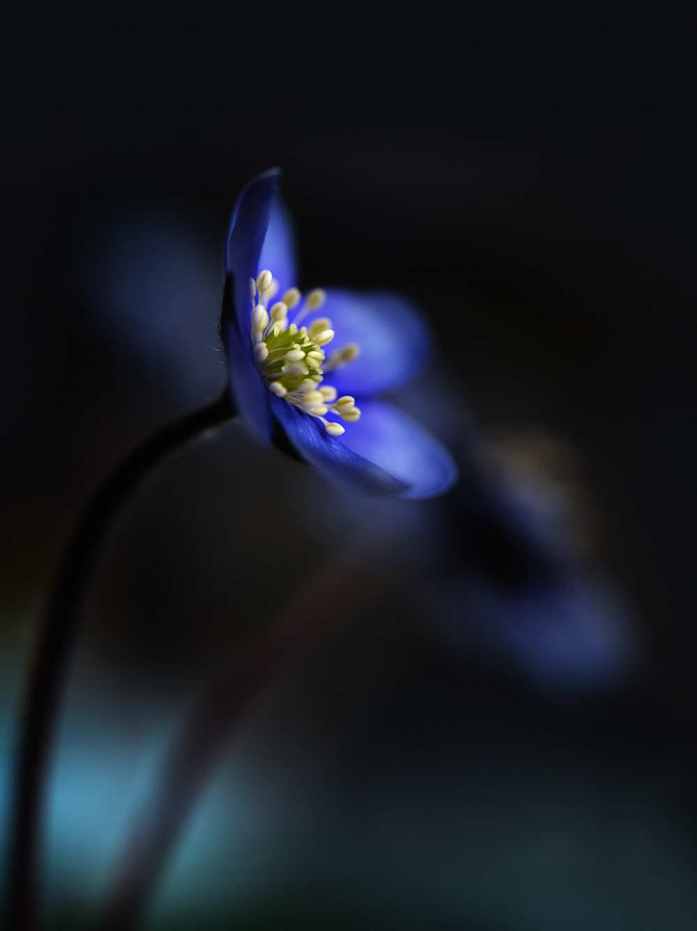 Hepatica nobilis ll à Heidi Westum