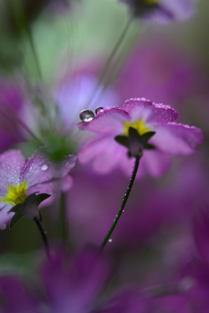 In pink surroundings à Heidi Westum