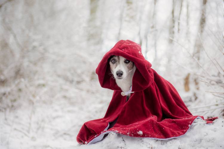 Little Red Riding Hood in Winter à Heike Willers