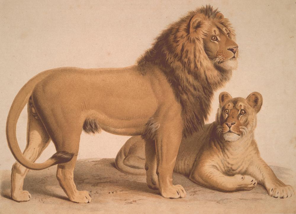 The Lion / Felis Leo à Heinrich Leutemann