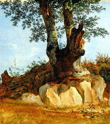 A Tree in Campagna à Heinrich Reinhold