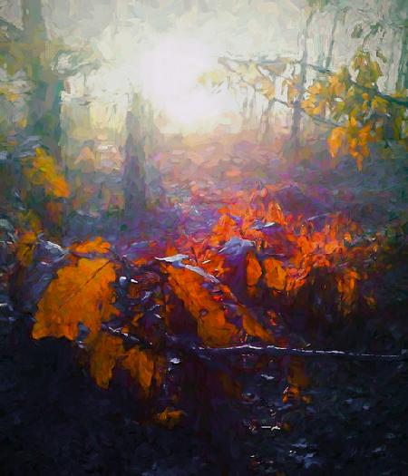 Autumn Forest