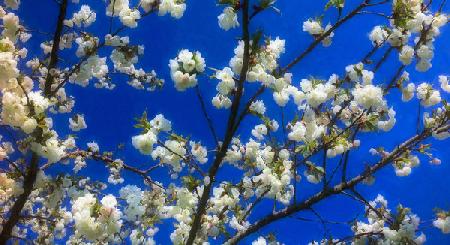 Blossom on Blue