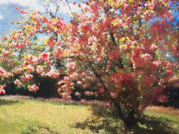 Cherry Blossom à Helen White