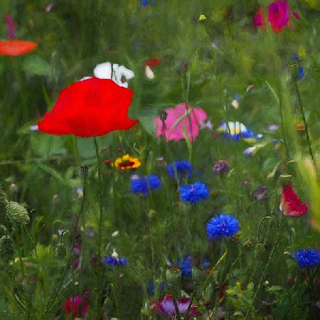 Natures Colourbox