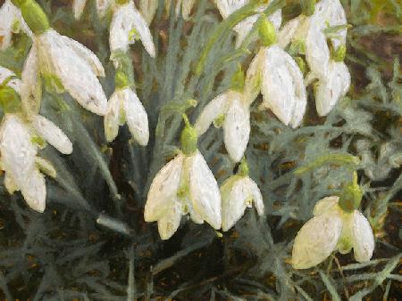 Snowdrops