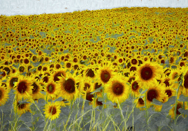 Sunflower field à Helen White