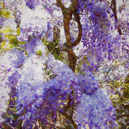 Wisteria