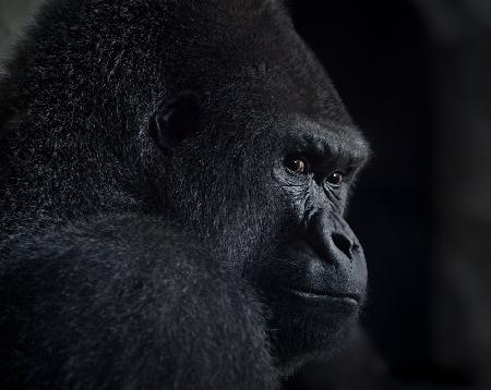 gorilla gaze