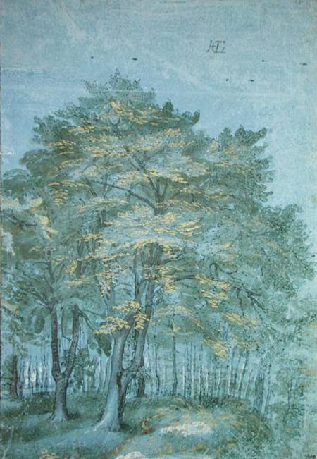 Group of Trees in a Wood à Hendrick Goltzius