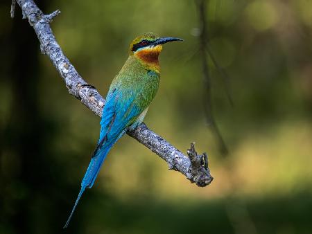 Blue-tailed Bee-eater