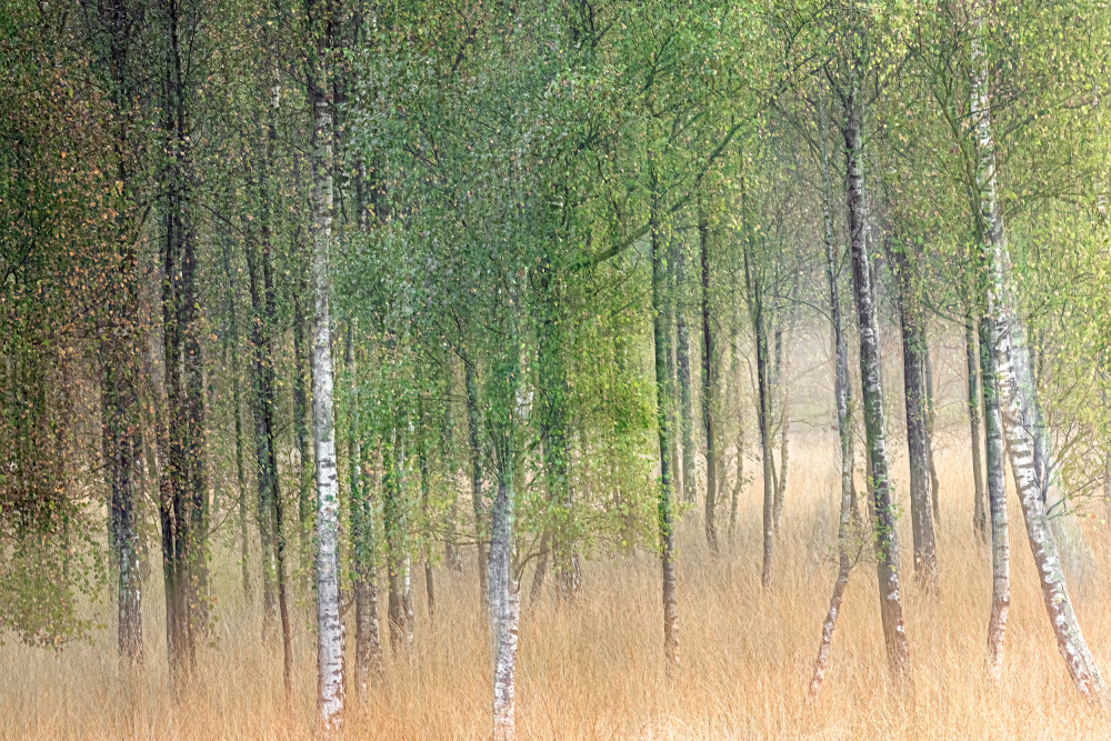 Waving trees à Henk Goossens