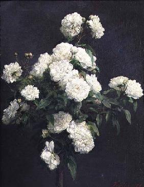 Still Life of White Peonies