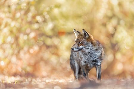 Bokeh Fox