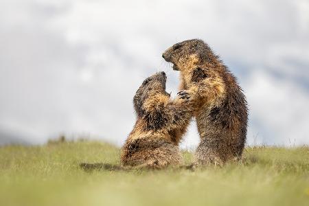 Sparring