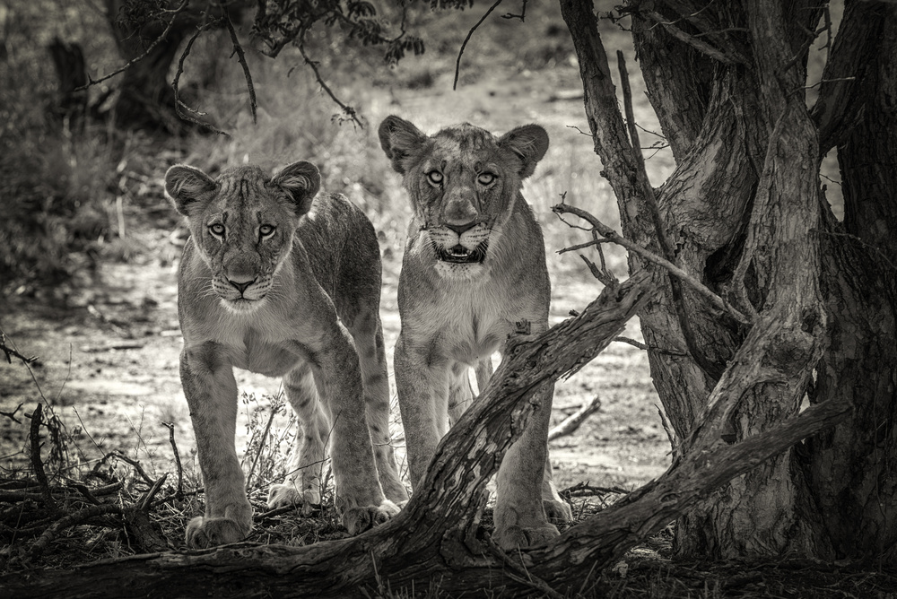 Two young lions à Henrike Scheid