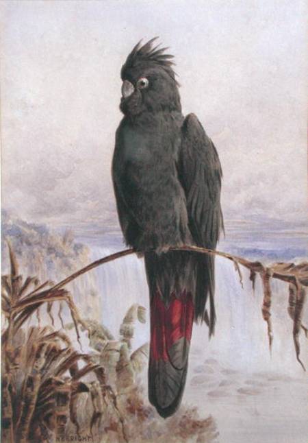 Australian Red-Tailed Black Cockatoo (w/c & bodycolour on paper) à Henry Bright