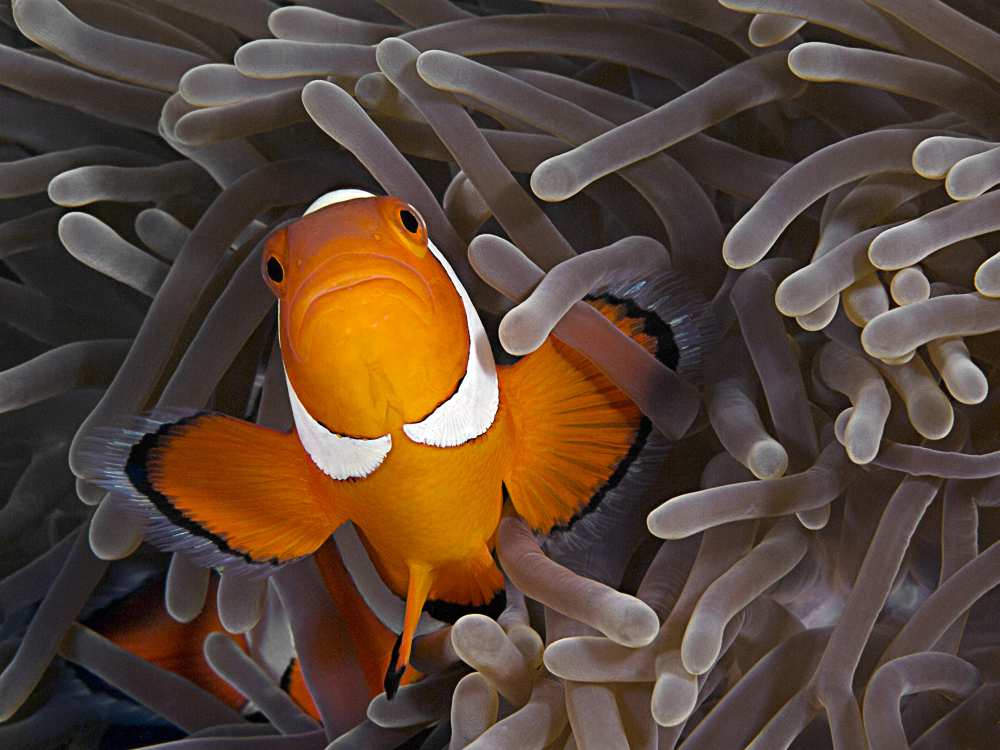 Anemonefish à Henry Jager