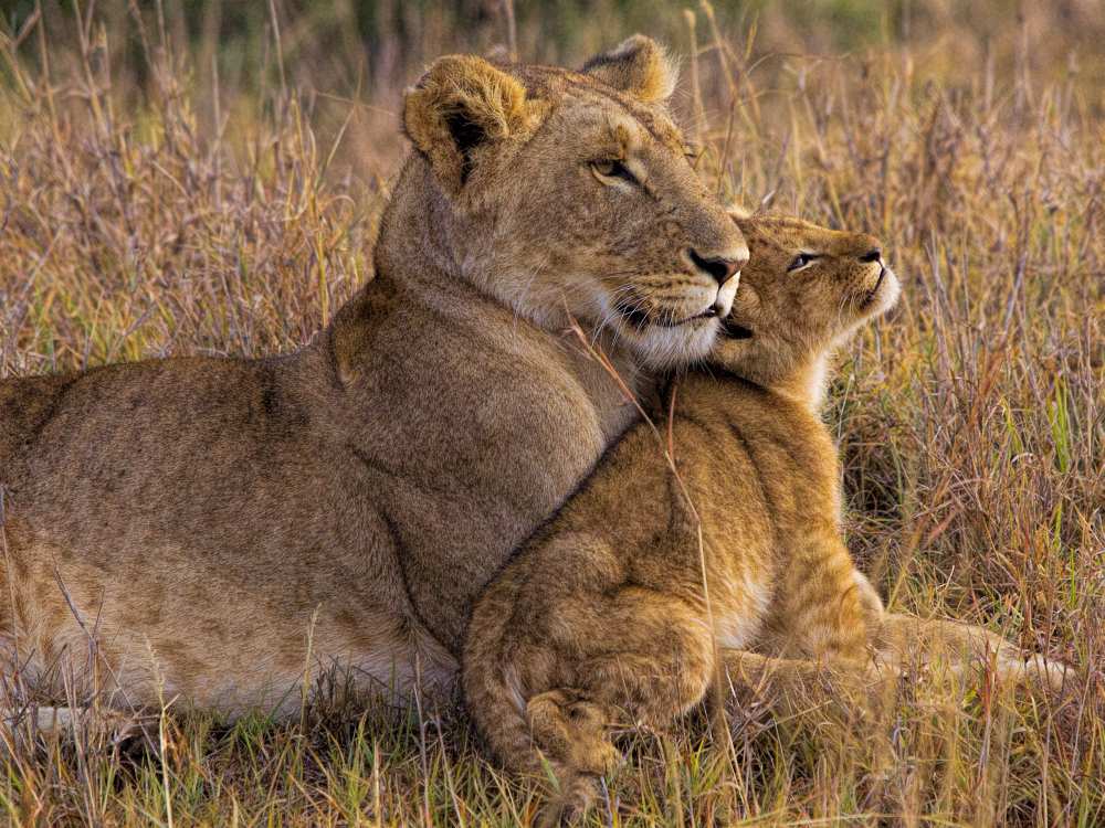 Baby Lion with Mother à Henry Jager