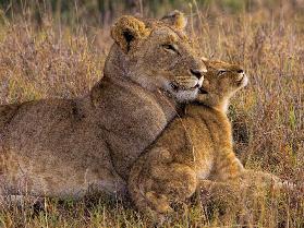 Baby Lion with Mother