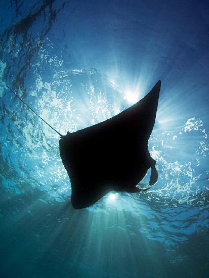 Manta Silhouette