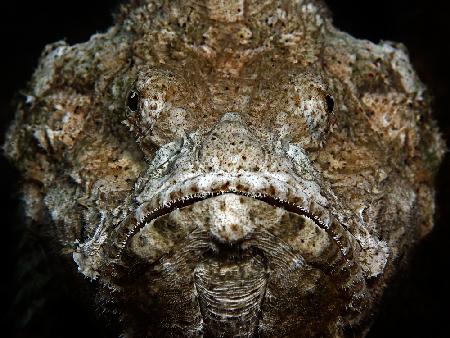 Scorpionfish Portrait