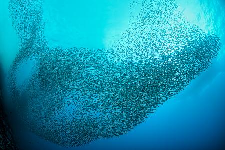 School of Sardines at Moalboal