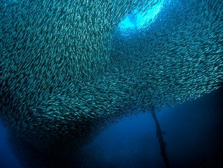 School of Sardines