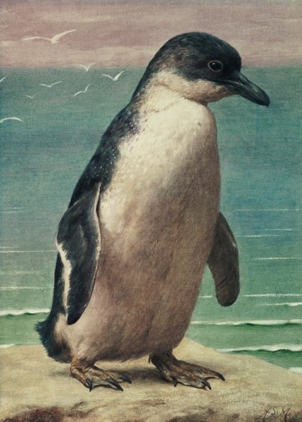 Study of a Penguin à Henry Stacey Marks