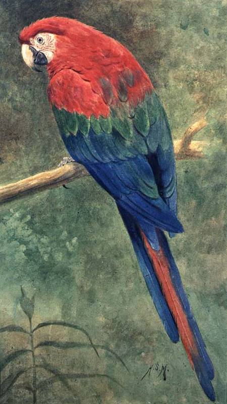 Red and Blue Macaw (w/c heightened with white on paper) à Henry Stacey Marks