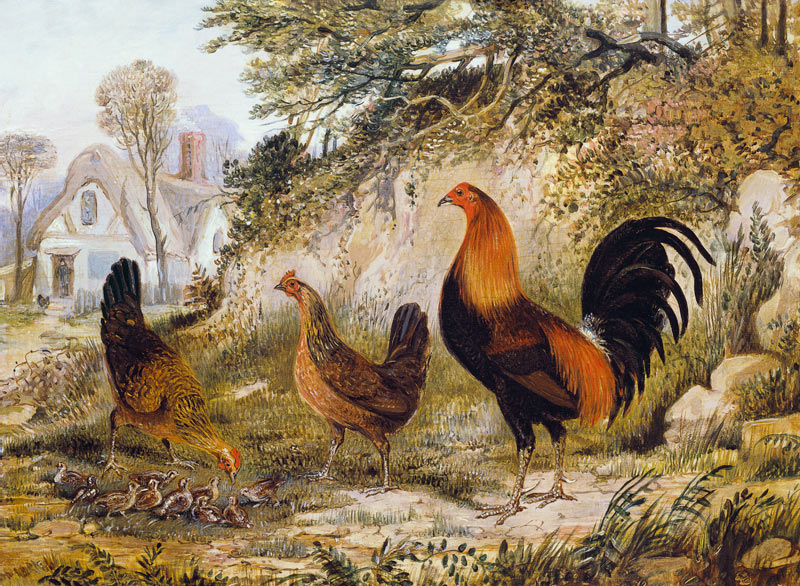 Cockerel, Hens and Chicks à Henry Thomas Alken