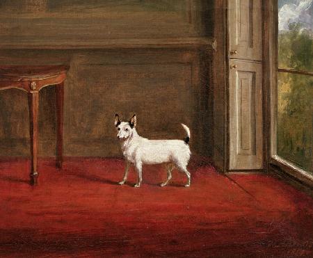 Portrait of a Jack Russell Terrier (in Regency Interior)