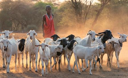 shepherd boy