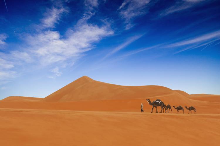 Desert Life .. à Hesham Alhumaid