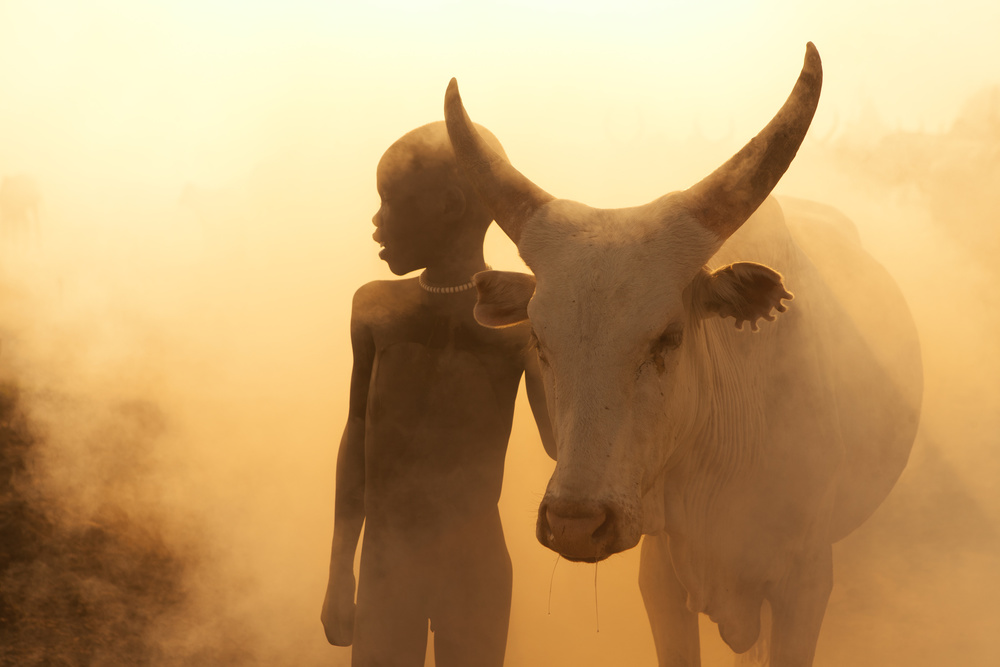 Boy of Cattle à Hesham Alhumaid