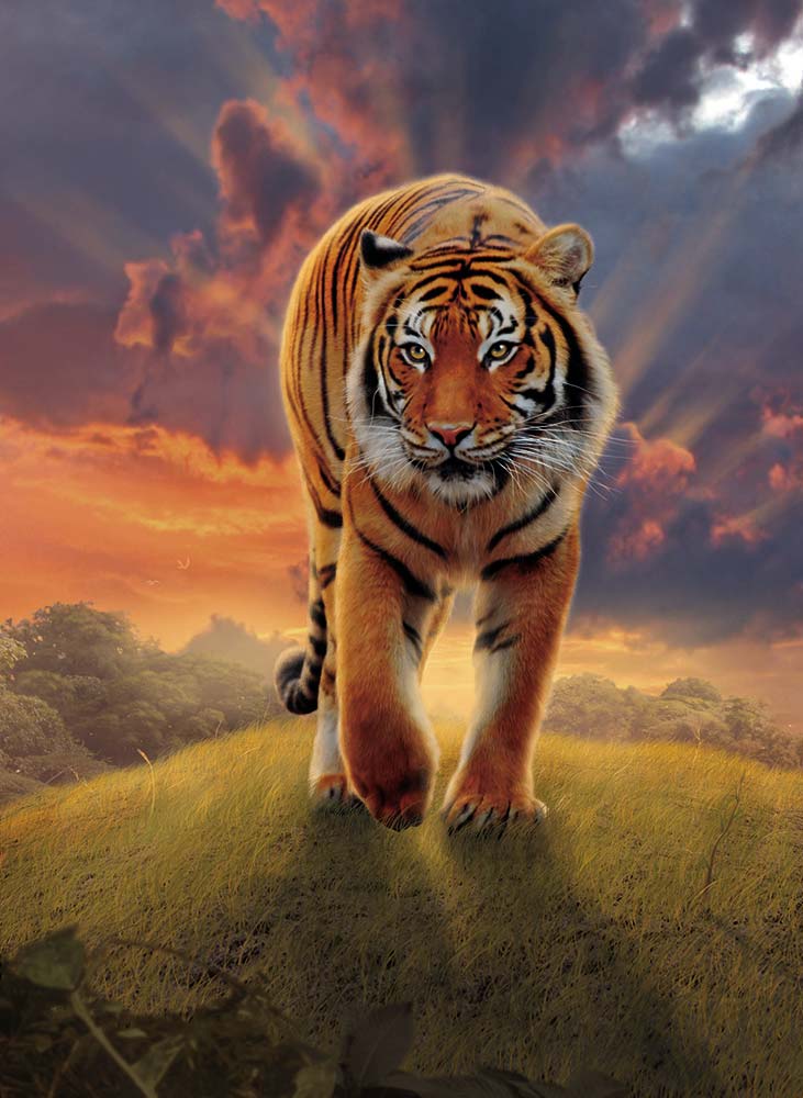 Rising Tiger à Vincent Hie