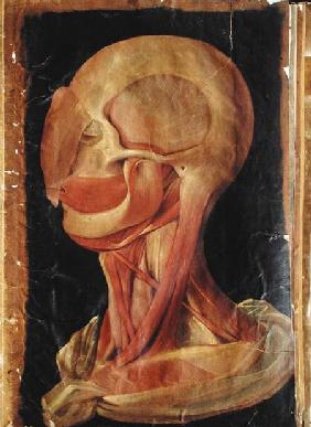 Anatomical drawing of the human head