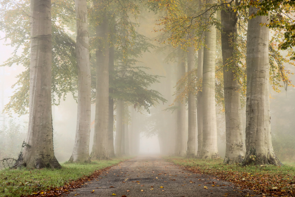 Beech trees in autumn fog à Hilda van der Lee