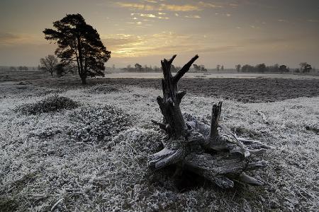 Early Frost