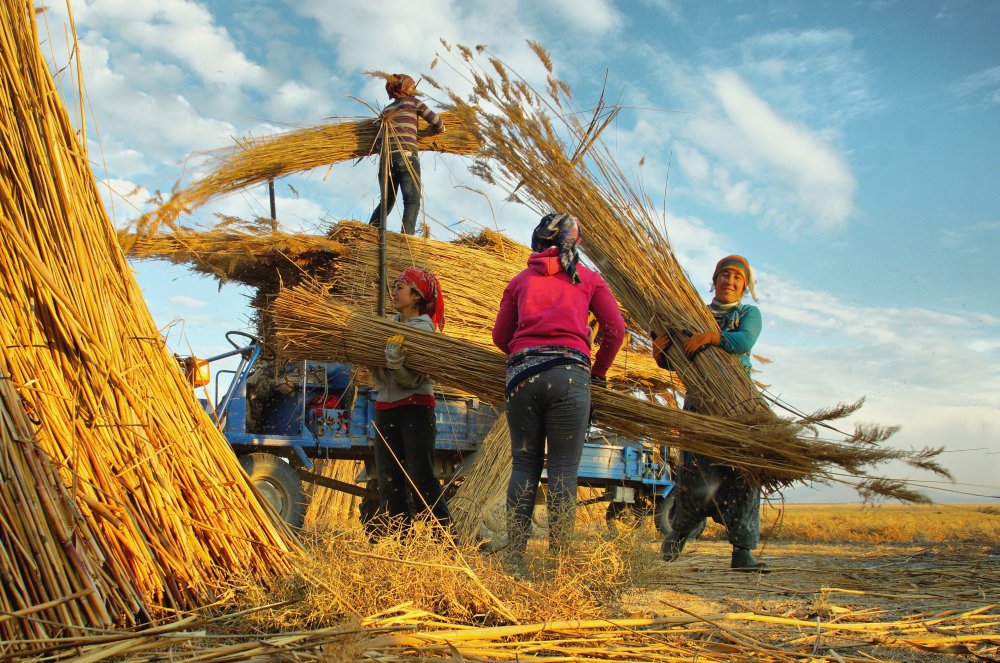 Reed Harvest à Hilmi Ayhan