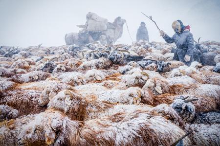 WInter migration and snow blizzards