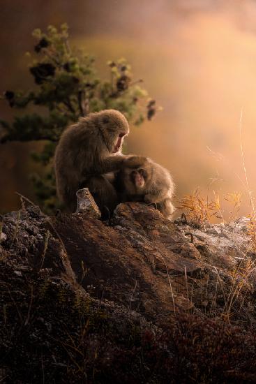 Monkey parent and child