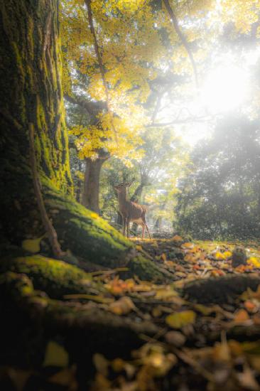 A fawn in the autumn forest